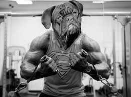 The ultimate bulldog names list is here! Top 100 Badass Dog Names For Male