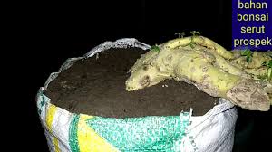 Bahan Bonsai Serut Unik Dan Prospek Youtube