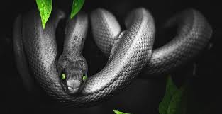 Are you looking for snake tattoo ideas? Snake Tattoo Design With Various Meanings In Different Cultures