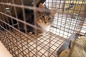 You can order them online, or if you live in a major city, often the local humane society or animal shelter will loan. Community Cats Online Training Other Resources Gimme Shelter