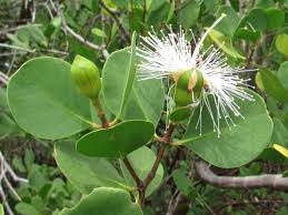 Image result for Sonneratia alba