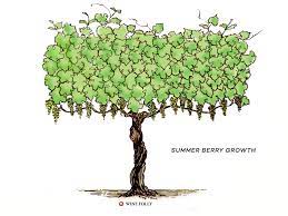 Several vines can be placed in the same block space, as long as they are facing different directions. Discover The Lifecycle Of A Wine Grapevine Wine Folly