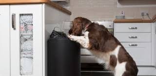 Chocolate contains theobromine, a natural stimulant that acts upon the central nervous system. What To Do If Your Dog Eats Chocolate Dog Ate Chocolate Advice Article