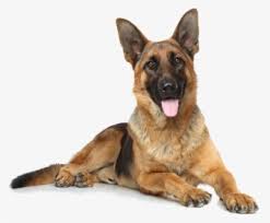 Bring home a german shepherd puppy to your companion. German Shepherd Png Images Free Transparent German Shepherd Download Kindpng