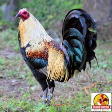 Things to do in killarney, ireland: Pin On My Gamefowl Pets