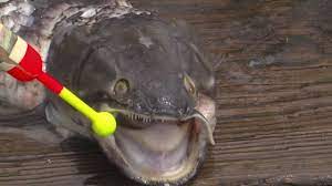 Grenal fish images, photography, stock pictures, archives. Bowfin Caught At Sippo Lake Is Long In The Tooth Youtube