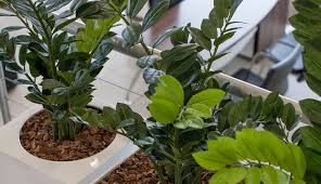 Fast and free shipping, free returns and cash on delivery available on eligible purchase. Bloomin Beautiful Flowers Artificial Plants Bloomin Beautiful Flowers