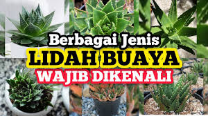 Check spelling or type a new query. Jenis Jenis Tanaman Lidah Buaya Wajib Dikenali Youtube