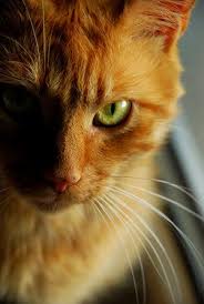 Black And White Cat With Orange Eyes The Dark Times Stormclan Cats Orange Tabby Cats Cats Warrior Cats