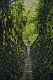 Jungle Adventure Jungle Adventure Adventure Aesthetic Jungle Pictures