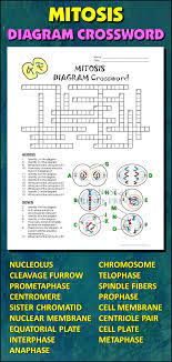 28 Cell Division Ideas Teaching Biology Mitosis Biology Classroom