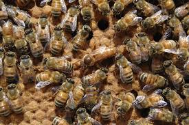 The girl who changes the most will win $25,000. 3 Fun Facts About The Queen Bee Live Bee Removal
