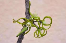 Image result for Cynanchum