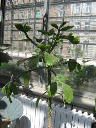 Image result for Brasiliopuntia