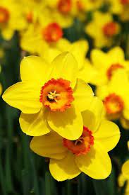 Pin On Flowers