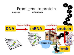 Dna molecules code for proteins that help the. From Gene To Protein Dna Mrna Protein Trait Nucleus Cytoplasm Ppt Download