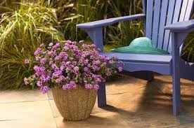 Image result for Lantana