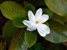 Image result for Gardenia imperialis