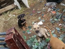 Check spelling or type a new query. Free Puppies In Arkansas Craigslist