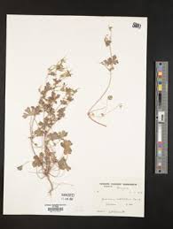 Image result for Geranium ocellatum