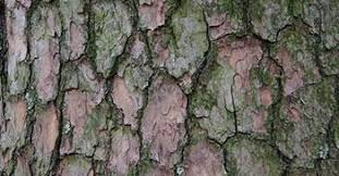 Tailbone pain usually results from a fall or pressure on the tailbone resulting in pain when the medical term for tailbone pain is coccydynia, referring to the tailbone or coccyx (pronounced. Bicara Mentari Khasiat Kulit Kayu Pain