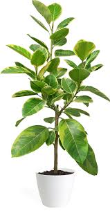 Ficus Altissima Standard Large Plants Ficus Foliage Plants