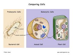 Maybe you would like to learn more about one of these? Some Viruses Attack Cells By Inserting Their Own Dna Into The Host Cells Dna Why Might It Be Simpler For These Viruses To Attack Prokaryotic Cells Than Eukaryotic Cells Socratic
