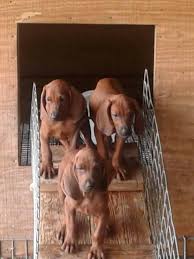 They are all great with children and love to snuggle. Redbone Coonhound Puppies For Sale Copelands Redhot Coon Hound Kennel