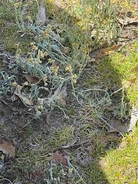 Image result for Vellereophyton dealbatum