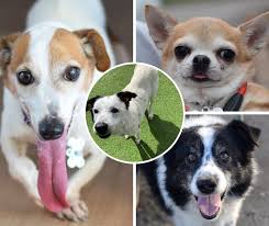 Almost home pet rescue location. Almost Home Dog Rescue Looking For Sponsors For Forever Fosters The Leader