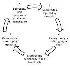 The oldest drug is quinine; History Of The Discovery Of The Malaria Parasites And Their Vectors Parasites Vectors Full Text