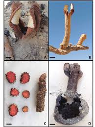Image result for Hydnora