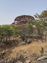 Image result for Brachystegia boehmii