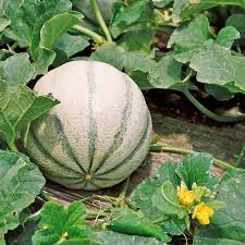 Image result for Cucumis melo