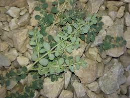 Image result for Euphorbia granulata