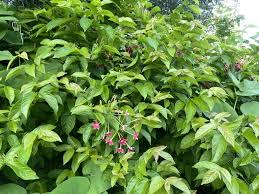 Image result for Combretum indicum