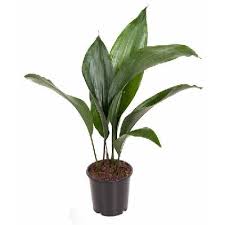 Image result for Kořenokvětka Aspidistra