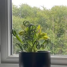 Image result for Albuca setosa