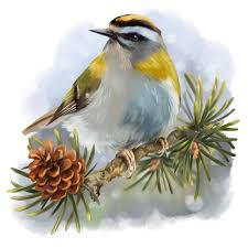 Bird Sitting On Branch Png Goldcrest Sitting On A Spruce Branch By Kajenna Deviantart Com On Deviantart Niedliche Tiere Tiere Niedlich