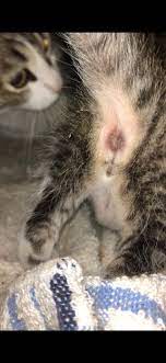 If she was doing it at other times, i would wor. Help Sexing Kittens Thecatsite