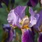 Jill Whitehead 'Bearded Iris' event image