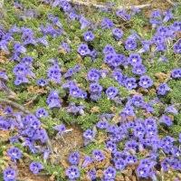 Image result for Aptosimum junceum