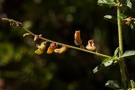 Image result for Aeschynomene mimosifolia