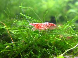 How can i make java moss grow faster? Growing Java Moss Taxiphyllum Barbieri The Shrimp Farm