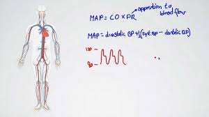 Artery vein capillary comparison.png 1,416 × 672; 054 Blood Pressure And Mean Arterial Pressure Youtube