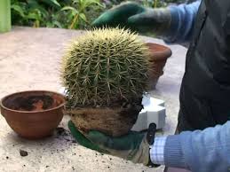 When And How Should I Repot My Cactus World Of Succulents Cactus Plants Cactus Flower Cacti And Succulents