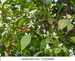 Image result for Rutaceae