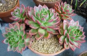 The plant is best known to have beautiful fleshy bright green leaves with bright pink edges. Echeveria Crassulaceae
