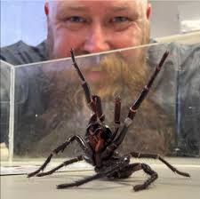 What suburb in Newcastle was the new big funnel web spider located?