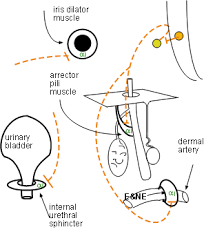 Physiology Of Adrenergic Receptors